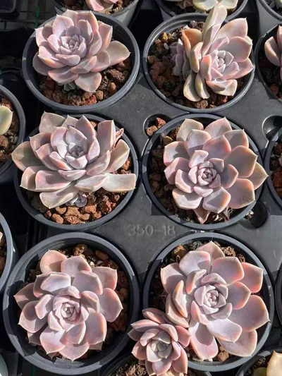 Echeveria Hamburg Variegated (汉堡锦) succulent — wholesale bare-root export from Yunnan, China (4 of 4)