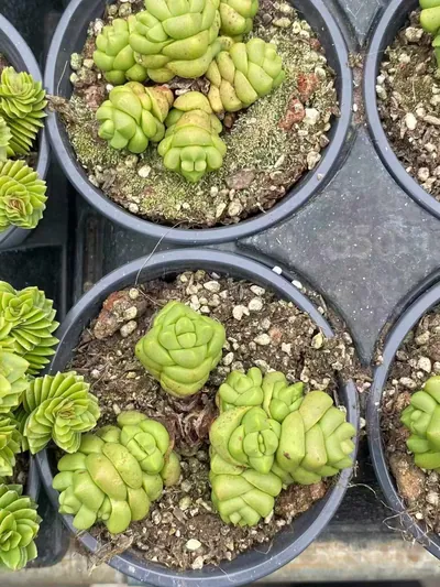 Haworthia 'Infinite' (寿无限) succulent — wholesale bare-root export from Yunnan, China (3 of 4)