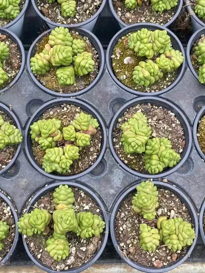 Haworthia 'Infinite' (寿无限) succulent — wholesale bare-root export from Yunnan, China (4 of 4)