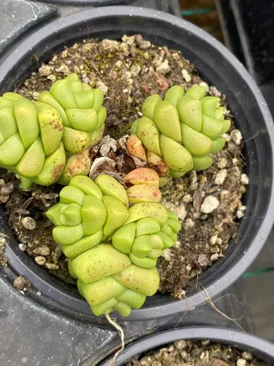 Haworthia 'Infinite' (寿无限) succulent — wholesale bare-root export from Yunnan, China (2 of 4)