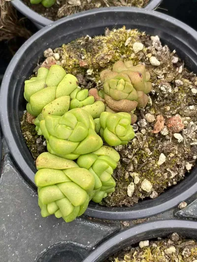 Haworthia Haworthia 'Infinite' succulent — wholesale export from Yunnan, China