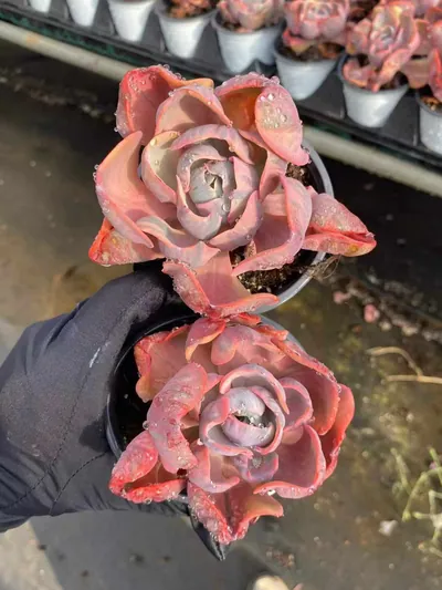 Echeveria Heart Moon Variegated (心之月锦) succulent — wholesale bare-root export from Yunnan, China (2 of 4)