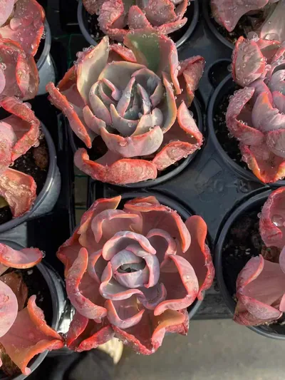 Echeveria Heart Moon Variegated (心之月锦) succulent — wholesale bare-root export from Yunnan, China (3 of 4)