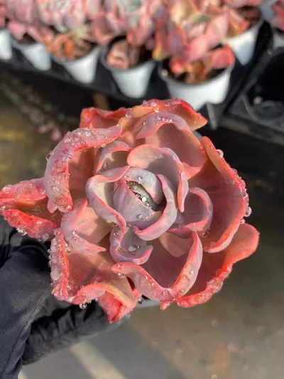 Echeveria Heart Moon Variegated succulent — wholesale export from Yunnan, China