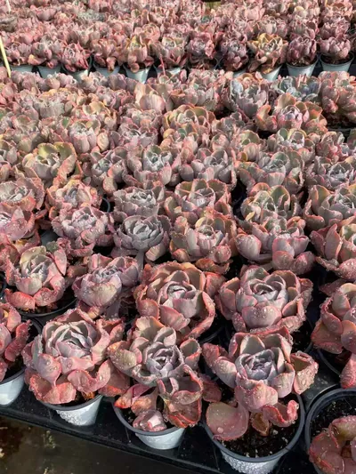 Echeveria Heart Moon Variegated (心之月锦) succulent — wholesale bare-root export from Yunnan, China (4 of 4)