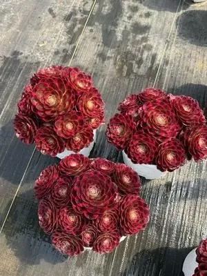 Aeonium Aeonium 'Blessing' Cluster succulent — wholesale export from Yunnan, China