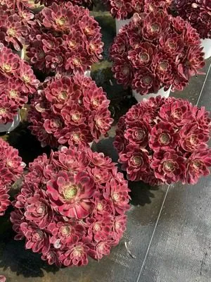 Aeonium Aeonium 'Silk Wash' Old Stem, Large Cluster succulent — wholesale export from Yunnan, China