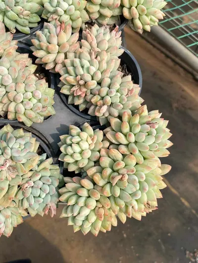 Echeveria Ice Cream (冰激凌) succulent — wholesale bare-root export from Yunnan, China (5 of 5)
