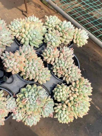 Echeveria Ice Cream (冰激凌) succulent — wholesale bare-root export from Yunnan, China (4 of 5)