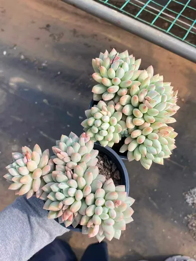 Echeveria Ice Cream (冰激凌) succulent — wholesale bare-root export from Yunnan, China (2 of 5)
