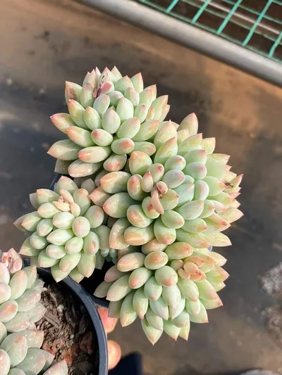 Echeveria Ice Cream (冰激凌) succulent — wholesale bare-root export from Yunnan, China (3 of 5)