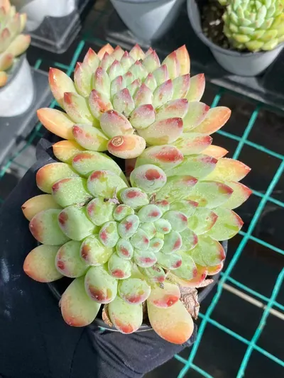 Echeveria Ice Cream Twin-head succulent — wholesale export from Yunnan, China