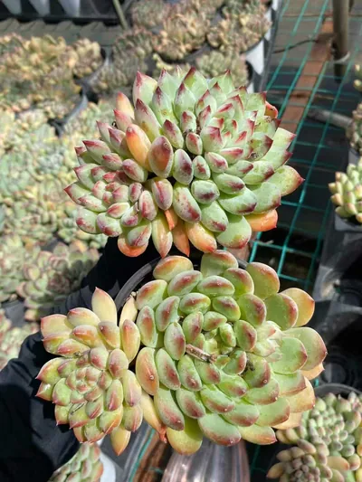 Echeveria Ice Cream Twin-head (冰激凌双头) succulent — wholesale bare-root export from Yunnan, China (3 of 5)
