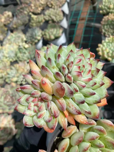 Echeveria Ice Cream Twin-head (冰激凌双头) succulent — wholesale bare-root export from Yunnan, China (4 of 5)