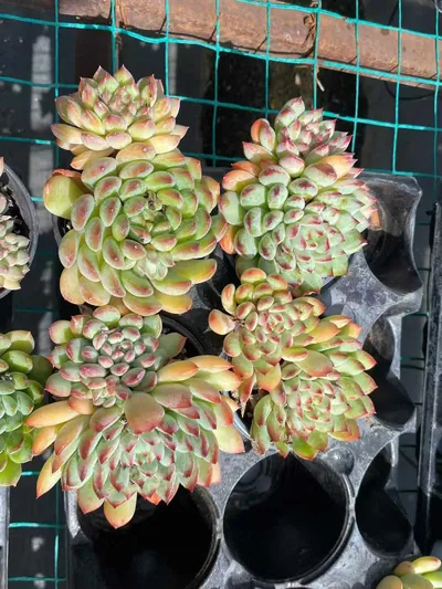 Echeveria Ice Cream Twin-head (冰激凌双头) succulent — wholesale bare-root export from Yunnan, China (5 of 5)