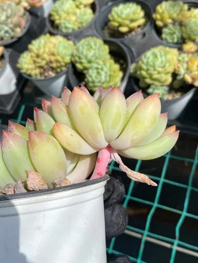 Echeveria Ice Cream Twin-head (冰激凌双头) succulent — wholesale bare-root export from Yunnan, China (2 of 5)