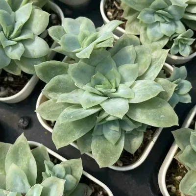 Echeveria Ice Flake Variegated succulent — wholesale export from Yunnan, China