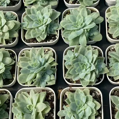 Echeveria Ice Flake Variegated (冰片锦) succulent — wholesale bare-root export from Yunnan, China (2 of 4)