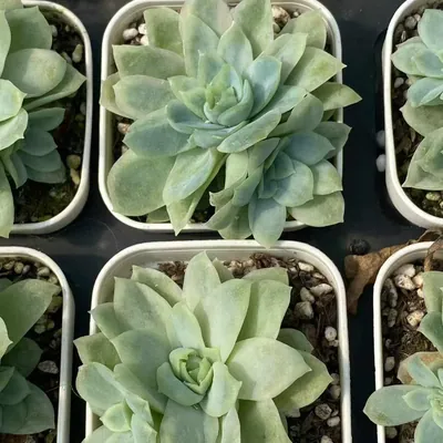 Echeveria Ice Flake Variegated (冰片锦) succulent — wholesale bare-root export from Yunnan, China (4 of 4)