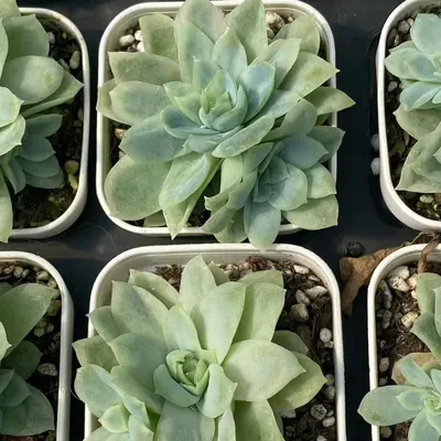 Echeveria Ice Flake Variegated (冰片锦) succulent — wholesale bare-root export from Yunnan, China (3 of 4)