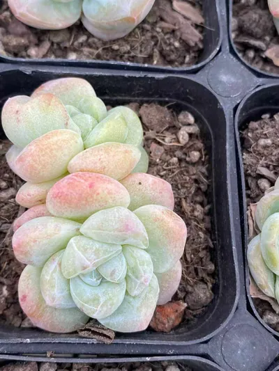 Echeveria Ice Jade Monstrose (冰玉石化) succulent — wholesale bare-root export from Yunnan, China (3 of 7)