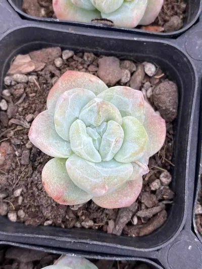 Echeveria Ice Jade Monstrose (冰玉石化) succulent — wholesale bare-root export from Yunnan, China (2 of 7)