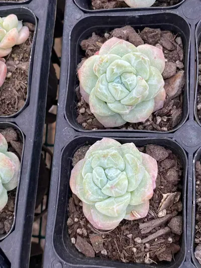 Echeveria Ice Jade Monstrose (冰玉石化) succulent — wholesale bare-root export from Yunnan, China (7 of 7)