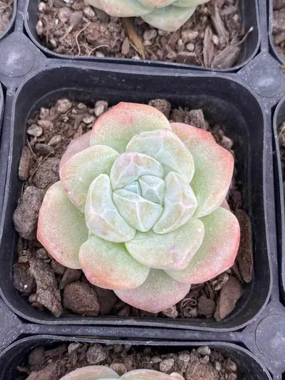Echeveria Ice Jade Monstrose (冰玉石化) succulent — wholesale bare-root export from Yunnan, China (6 of 7)