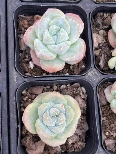 Echeveria Ice Jade Monstrose (冰玉石化) succulent — wholesale bare-root export from Yunnan, China (4 of 7)