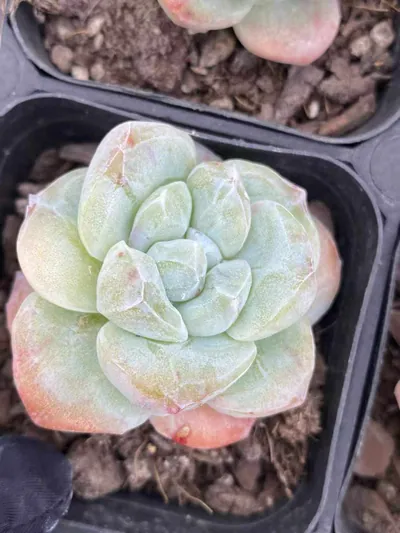 Echeveria Ice Jade Monstrose succulent — wholesale export from Yunnan, China