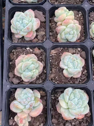 Echeveria Ice Jade Monstrose (冰玉石化) succulent — wholesale bare-root export from Yunnan, China (5 of 7)