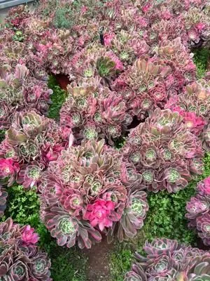 Aeonium Aeonium 'Adonis' succulent — wholesale export from Yunnan, China