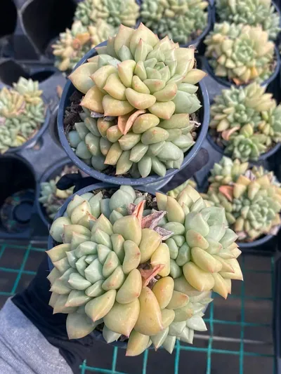 Echeveria Ivory Cluster (象牙群) succulent — wholesale bare-root export from Yunnan, China (2 of 3)