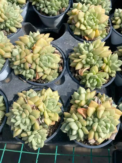 Echeveria Ivory Cluster (象牙群) succulent — wholesale bare-root export from Yunnan, China (3 of 3)