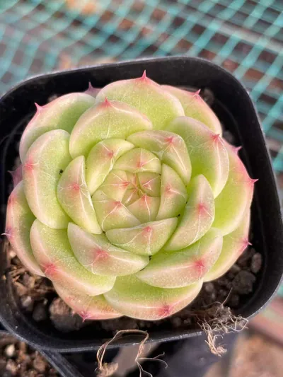 Echeveria Jade Glow Jenny (玉辉珍妮) succulent — wholesale bare-root export from Yunnan, China (2 of 5)