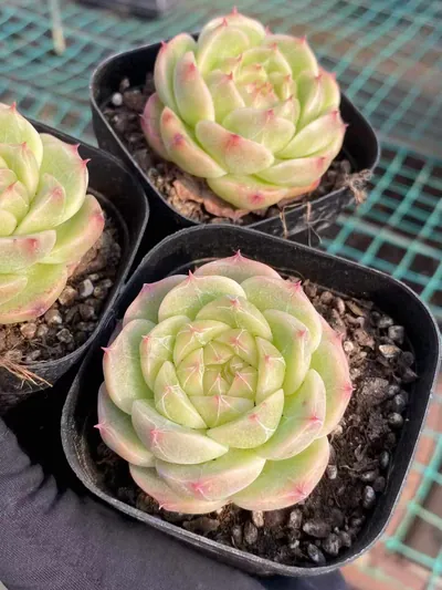 Echeveria Jade Glow Jenny (玉辉珍妮) succulent — wholesale bare-root export from Yunnan, China (5 of 5)