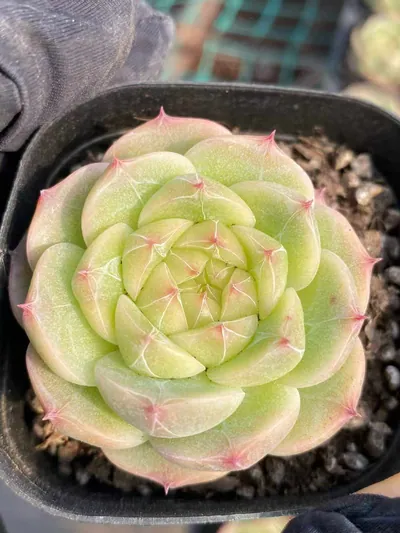 Echeveria Jade Glow Jenny succulent — wholesale export from Yunnan, China