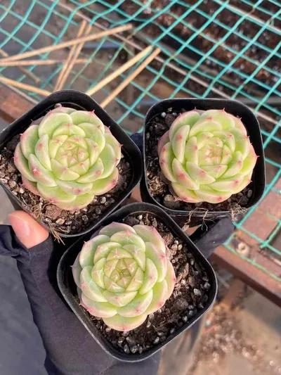 Echeveria Jade Glow Jenny (玉辉珍妮) succulent — wholesale bare-root export from Yunnan, China (4 of 5)