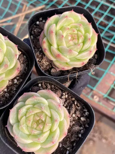 Echeveria Jade Glow Jenny (玉辉珍妮) succulent — wholesale bare-root export from Yunnan, China (3 of 5)