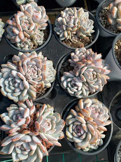 Echeveria Jade Hibiscus Cluster (玉芙蓉群) succulent — wholesale bare-root export from Yunnan, China (4 of 4)