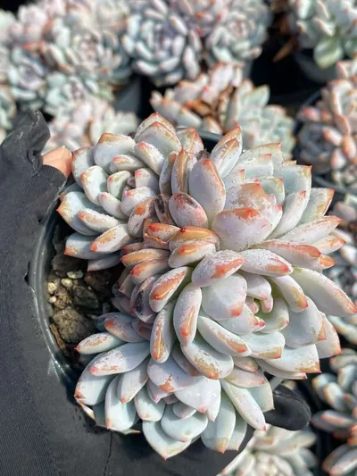 Echeveria Jade Hibiscus Cluster (玉芙蓉群) succulent — wholesale bare-root export from Yunnan, China (2 of 4)