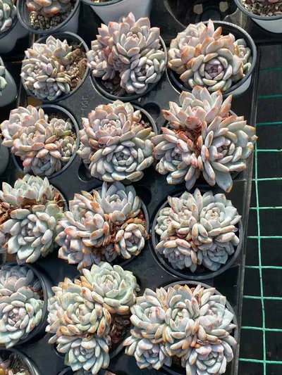 Echeveria Jade Hibiscus Cluster (玉芙蓉群) succulent — wholesale bare-root export from Yunnan, China (3 of 4)
