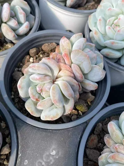 Echeveria Jade Hibiscus Monstrose Twin-head (玉芙蓉石化双头) succulent — wholesale bare-root export from Yunnan, China (3 of 6)