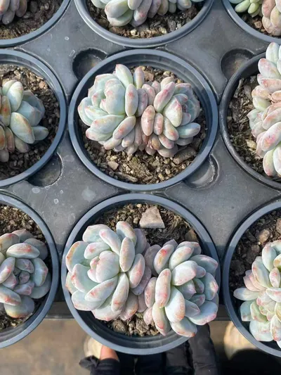 Echeveria Jade Hibiscus Monstrose Twin-head (玉芙蓉石化双头) succulent — wholesale bare-root export from Yunnan, China (2 of 6)