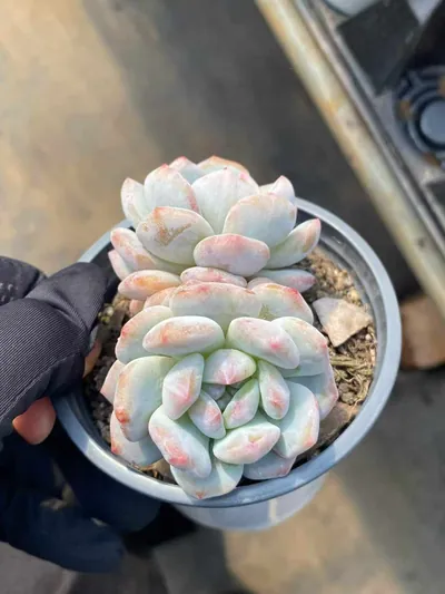 Echeveria Jade Hibiscus Monstrose Twin-head succulent — wholesale export from Yunnan, China
