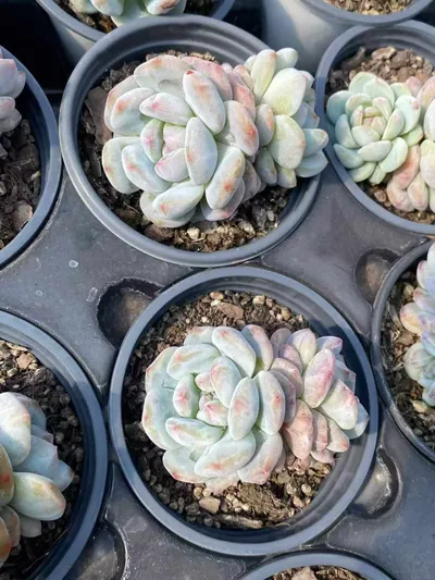 Echeveria Jade Hibiscus Monstrose Twin-head (玉芙蓉石化双头) succulent — wholesale bare-root export from Yunnan, China (6 of 6)