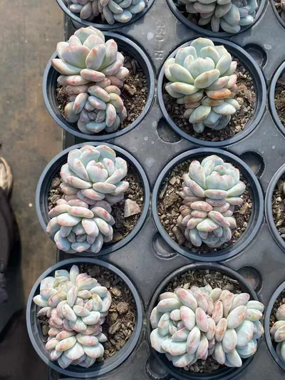 Echeveria Jade Hibiscus Monstrose Twin-head (玉芙蓉石化双头) succulent — wholesale bare-root export from Yunnan, China (4 of 6)