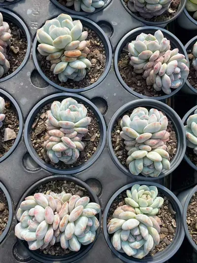 Echeveria Jade Hibiscus Monstrose Twin-head (玉芙蓉石化双头) succulent — wholesale bare-root export from Yunnan, China (5 of 6)