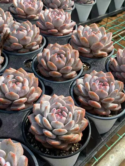 Echeveria Jade Hibiscus Single (玉芙蓉单头) succulent — wholesale bare-root export from Yunnan, China (2 of 4)