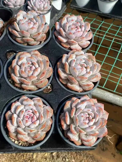 Echeveria Jade Hibiscus Single (玉芙蓉单头) succulent — wholesale bare-root export from Yunnan, China (3 of 4)